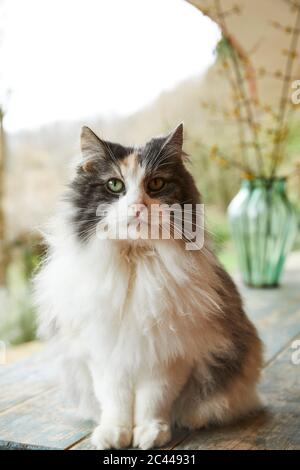 Norwegische Waldkatze sitzt auf dem Tisch im Freien Stockfoto
