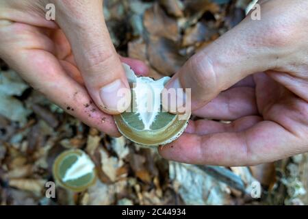 Deutschland, Hände von Personen, die das gemeine Stinkhorn (Phallus impudicus) inspizieren Stockfoto