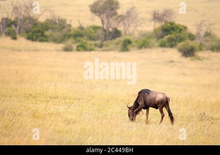 Blauer Gnus, Connochaetes taurinus, grasen im Masai Mara National Reserve. Kenia. Afrika. Stockfoto