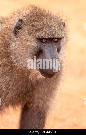 Porträt des Pavian Olive, Papio anubis, im Masai Mara National Reserve. Kenia. Afrika. Stockfoto