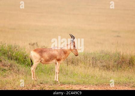 Kongoni, Alcelaphus buselaphus, im Masai Mara National Reserve. Kenia. Afrika. Stockfoto