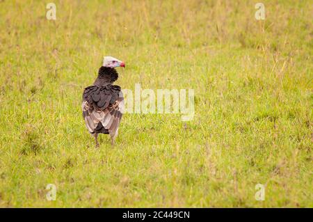 Weißkopfgeier, Trigonoceps occipitalis, auf dem Boden warten. Masai Mara National Reserve. Kenia. Afrika. Stockfoto