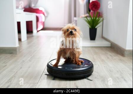 Nahaufnahme von Yorkshire Terrier auf Roboter-Staubsauger zu Hause Stockfoto