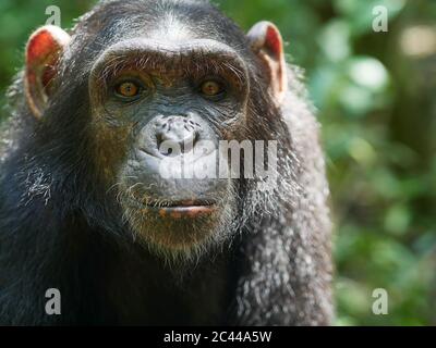 Kamerun, Pongo-Songo, Portrait des jungen Schimpansen (Pan troglodytes) Stockfoto