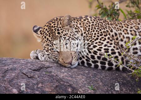 Nahaufnahme eines Leoparden, der in einem Baum mit glattem Hintergrund in Masai Mara Kenia liegt Stockfoto