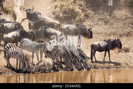 Kleine Herde Zebras, die am Rande des Mara River steht und Wasser trinkt, während der berühmten Großen Migr wartet die wildebeste Herde hinter ihnen Stockfoto