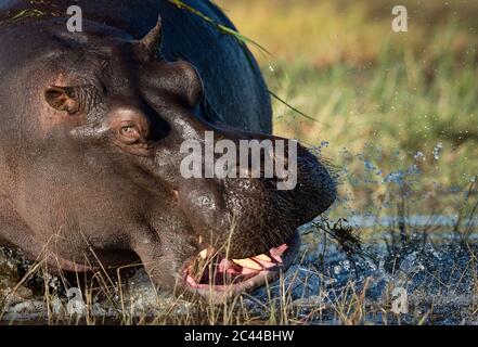 Ein Erwachsener Nilpferd Nahaufnahme auf Gesicht zeigt seine Wut und Wut durch Spritzwasser in Chobe River Botswana Stockfoto