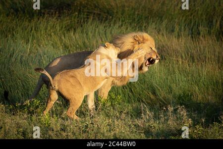 Löwin versucht, den männlichen Löwen in seinem Gesicht mit ihrer Pfote mit grünem Gras im Hintergrund in Ndutu Tansania zu schlagen Stockfoto