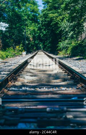 Im Freien grüner Wald und erweiterte Bahnstrecke Stockfoto