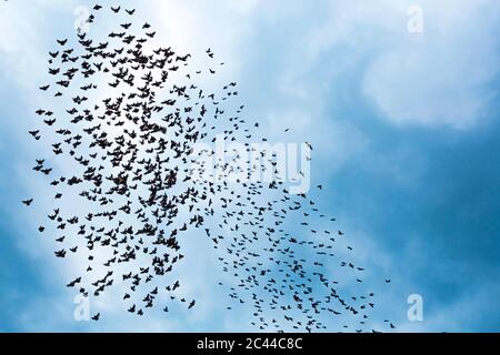 Georgia, Low-Angle-Ansicht der Vogelschar fliegen gegen den Himmel Stockfoto