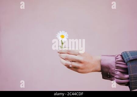 Frau hält marguerite in der Hand, Nahaufnahme Stockfoto