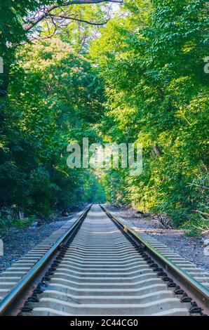 Im Freien grüner Wald und erweiterte Bahnstrecke Stockfoto