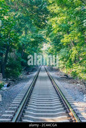 Im Freien grüner Wald und erweiterte Bahnstrecke Stockfoto