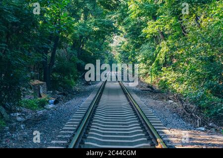 Im Freien grüner Wald und erweiterte Bahnstrecke Stockfoto