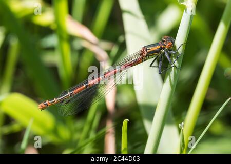 Große rote Damselfliege bei der Erholung im Wiesengras Stockfoto