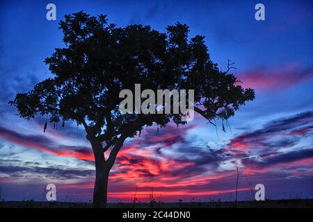 Demokratische Republik Kongo, Silhouette von Baum gegen lila Himmel in stimmungsvollen Abenddämmerung Stockfoto
