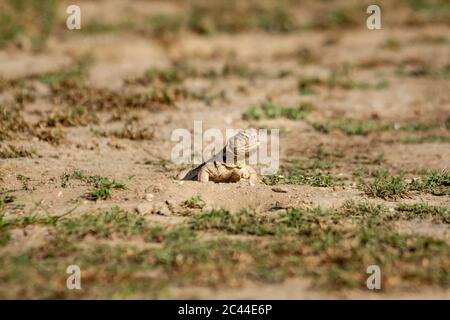 Stachelschwanzeidechsen oder Uromastyx in Tal chhapar Heiligtum rajasthan indien Stockfoto