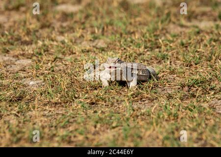 Stachelschwanzeidechsen oder Uromastyx in Tal chhapar Heiligtum rajasthan indien Stockfoto