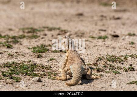 Stachelschwanzeidechsen oder Uromastyx in Tal chhapar Heiligtum rajasthan indien Stockfoto