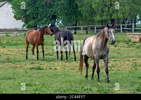 Eine Gruppe junger Pferde, die im Corral spazieren und bleiben. Pferde werden auf einem spezialisierten Pferdehof gezüchtet. Stockfoto