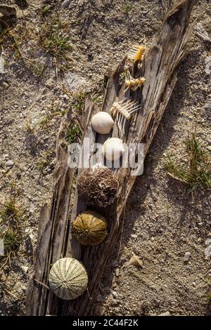 Direkt über Schuss Seeigel mit Muscheln und Knochen an Land am Strand Stockfoto