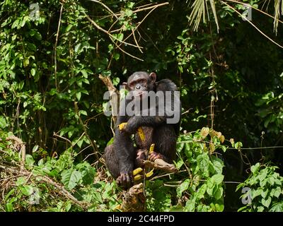 Kamerun, Pongo-Songo, Schimpansen (Pan troglodytes) mit Bananen, die auf einem Ast siegen Stockfoto