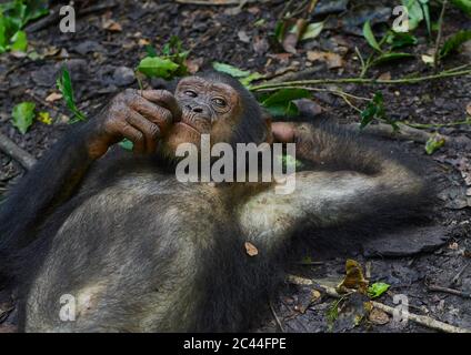 Kamerun, Pongo-Songo, Schimpansen (Pan troglodytes) auf Waldboden ruhend Stockfoto