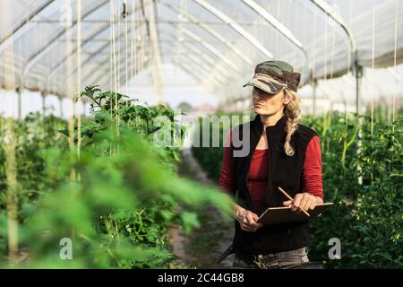 Bauernfrau Frau, die das Wachstum von Bio-Tomaten in einem Gewächshaus kontrolliert Stockfoto