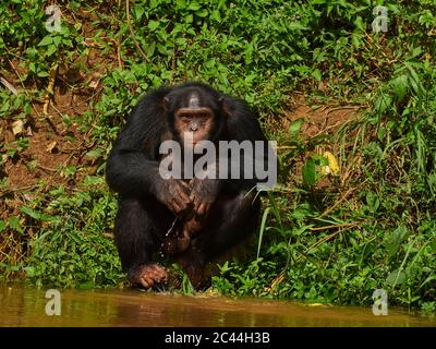 Kamerun, Pongo-Songo, Schimpansen (Pan troglodytes) am Wasser sitzen Stockfoto