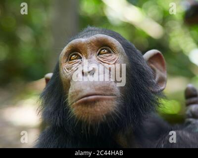 Kamerun, Pongo-Songo, Nahaufnahme des Schimpansen (Pan troglodytes) Stockfoto