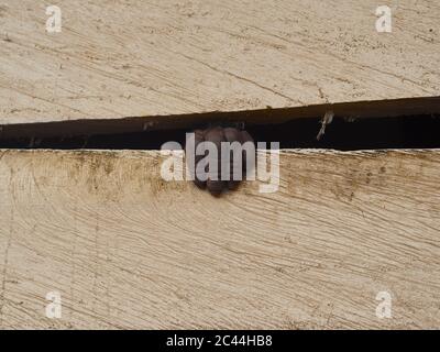 Kamerun, Pongo-Songo, Schimpansen (Pan troglodytes) Hand, die von Holzhütte Stockfoto