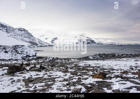 Südliche Elefantenrobben (Mirounga leonina) am Ufer der Krönungsinsel Stockfoto