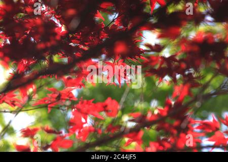 Deutschland, Niederwinkel Ansicht von japanischen Ahorn (Acer palmatum) Ästen Stockfoto