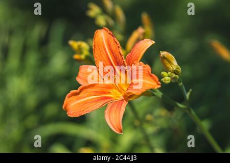 Die orangefarbene Taglilie (Hemerocallis fulva) - schöne blühende Blume, auf grünem Hintergrund Stockfoto