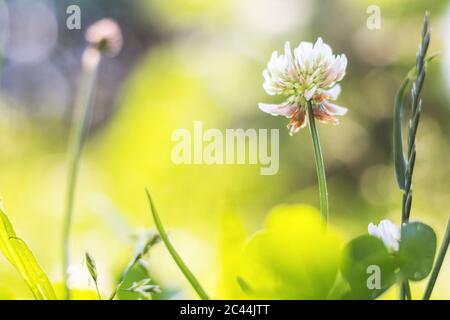 Klee im Gras - weiße Kleeblatt Blume, Nahaufnahme Stockfoto