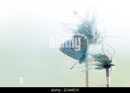 Gossamer-geflügelte Schmetterling auf Wildblume barschen Stockfoto