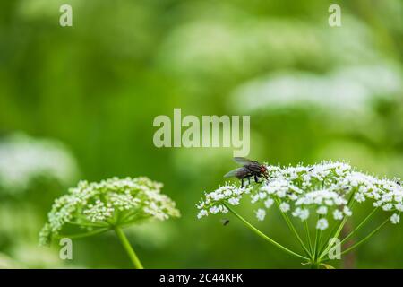 Fliege auf einer Sommerblume auf einer Wiese sitzend Stockfoto