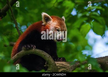 Red Panda - Ailurus fulgens, beliebter kleiner Panda aus asiatischen Wäldern und Wäldern, China. Stockfoto