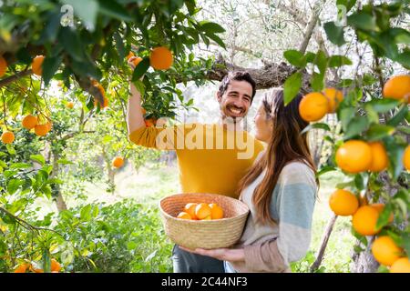 Glückliches Paar pflücken Orangen während im Bio-Bauernhof stehen Stockfoto