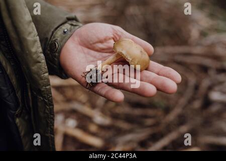 Nahaufnahme eines reifen Mannes mit gefundenen Pilzen Stockfoto