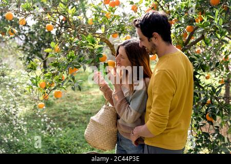 Freund Blick auf Freundin riecht Orangen wachsen auf Baum in Bauernhof Stockfoto