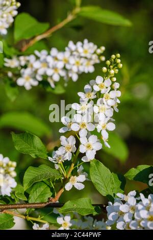 Weißer Blütenzweig der Vogelkirsche (Prunus padus) Stockfoto