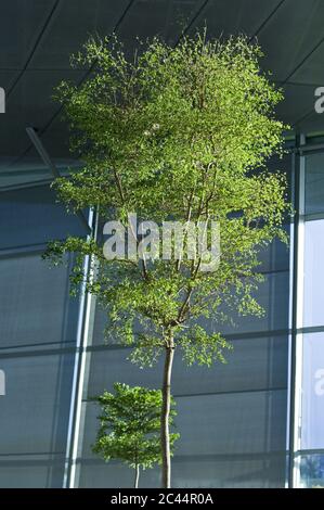 Baum vor der BMW Welt in München, Bayern, Deutschland Stockfoto