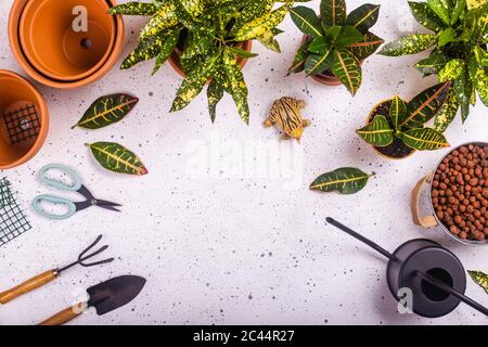 Gartenklaue und Gabel, Schere, Kunststoff Frosch, Gießkanne und Topfbrände Crotons (Codiaeum variegatum) Stockfoto