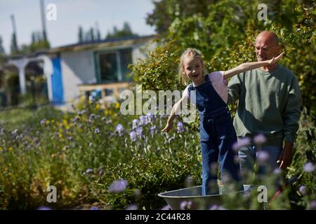 Großvater mit glücklicher Enkelin in Schubkarre im Schottergarten Stockfoto