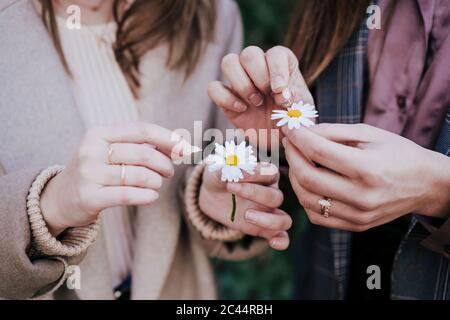 Frauenhände, Blütenblätter zupfen, Nahaufnahme Stockfoto