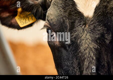 Nahaufnahme der schwarzen Kuh im Milchviehbetrieb Stockfoto