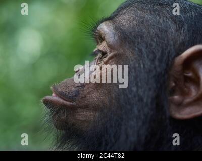 Kamerun, Pongo-Songo, Profil der Jungen des Schimpansen (Pan troglodytes) Stockfoto