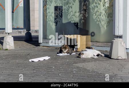 Zwei streunende Katzen liegen in der Altstadt von Riga Stockfoto