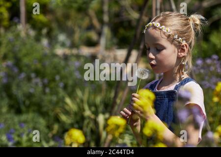 Mädchen in Zuteilungsgarten trägt Gänseblümchen Kranz weht einen Blowball Stockfoto